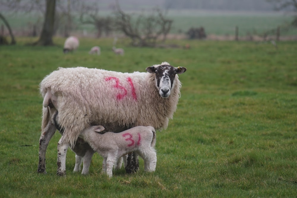 white sheep