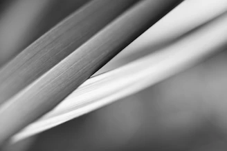 Monochrome abstract composition with sharp contrasts and soft grain texture.