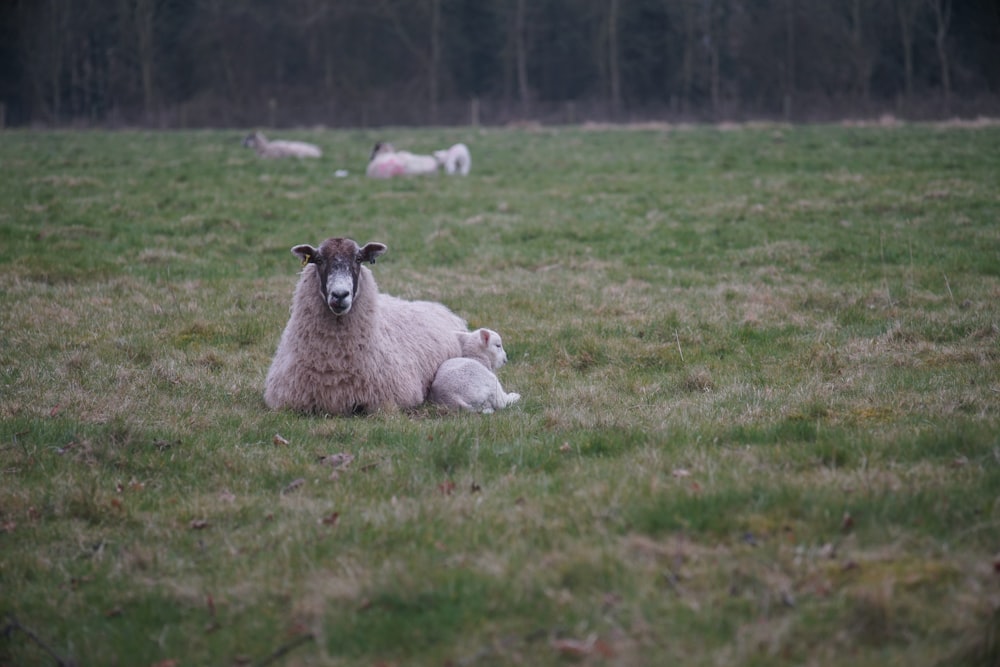 tan sheep beside lamb resting on green field