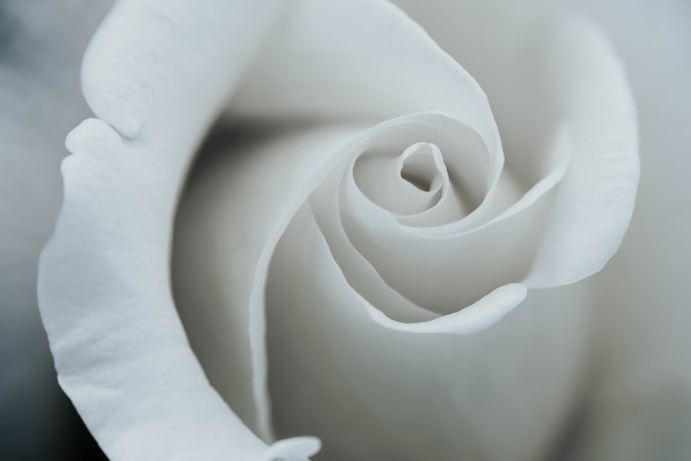 Weiße Rosenblätter