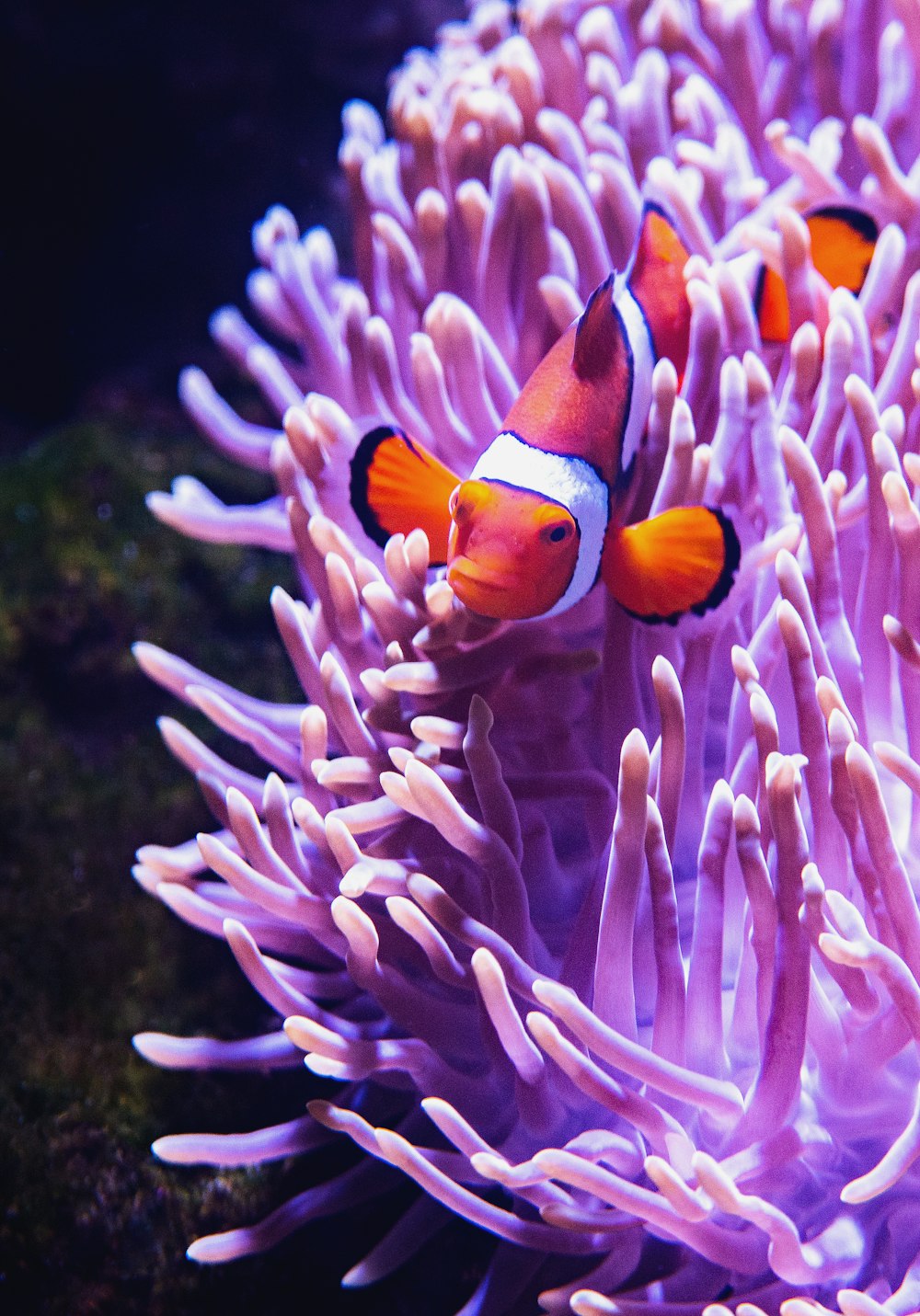 fotografia ravvicinata di pesce pagliaccio accanto alla spaccatura del corallo viola