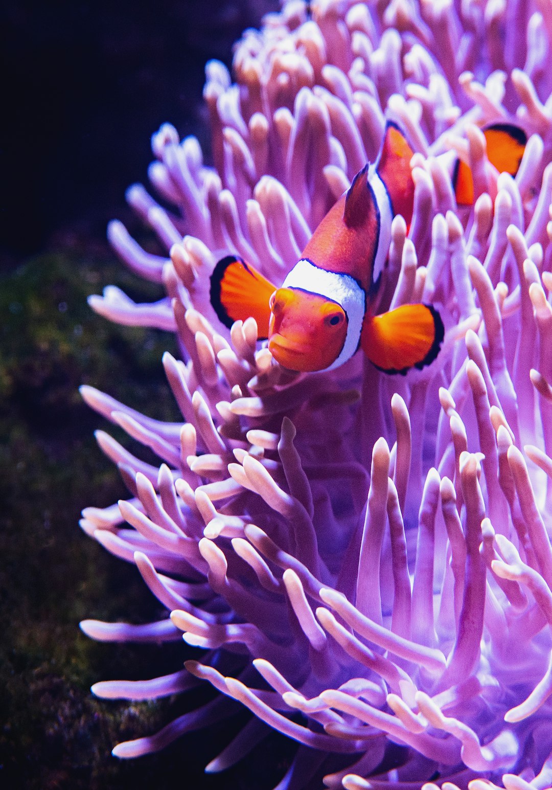 close-up photography of clownfish beside purple coral rift