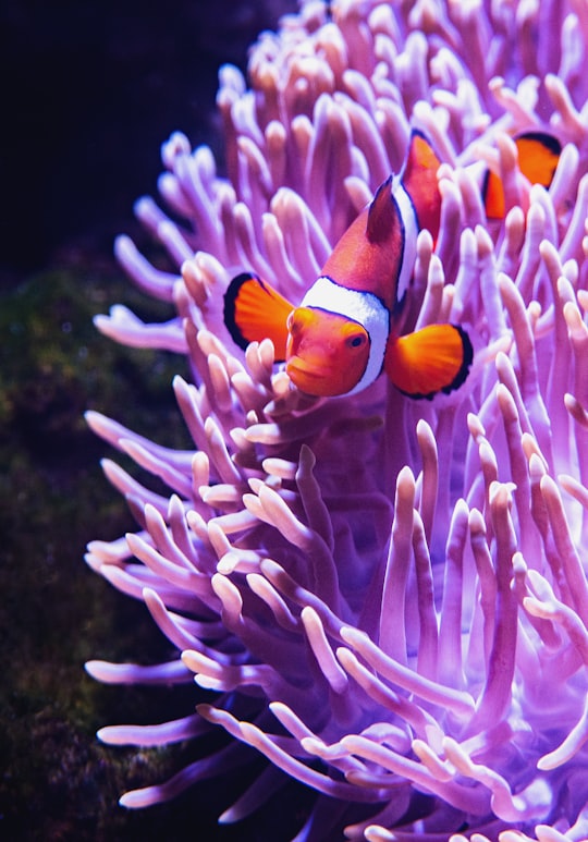 close-up photography of clownfish beside purple coral rift in Cairns Aquarium Australia
