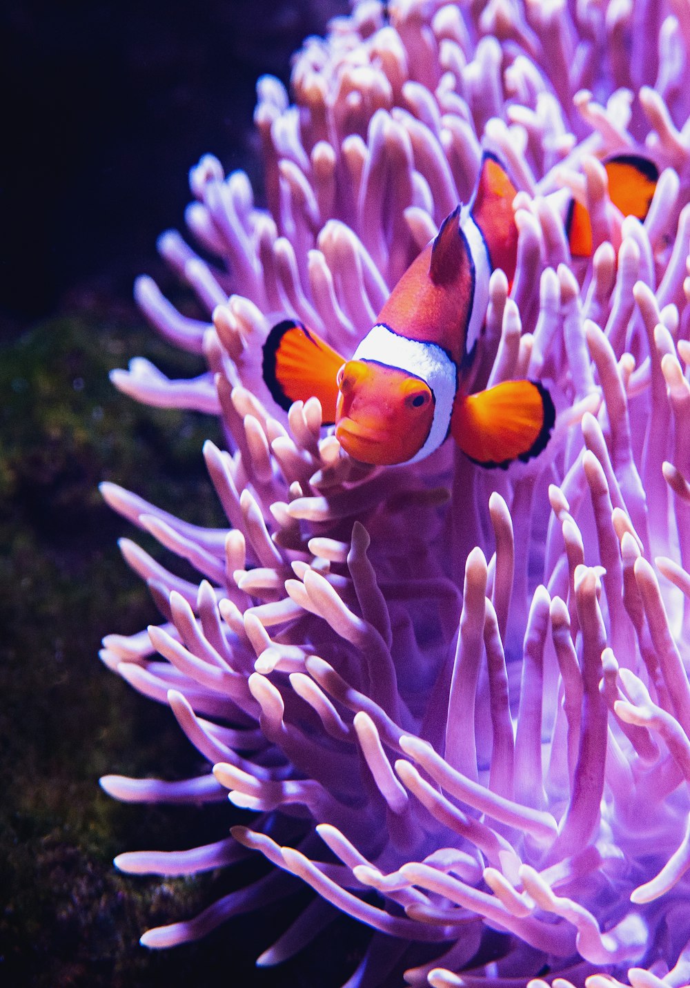 Fotografía de primer plano de pez payaso junto a la grieta de coral púrpura