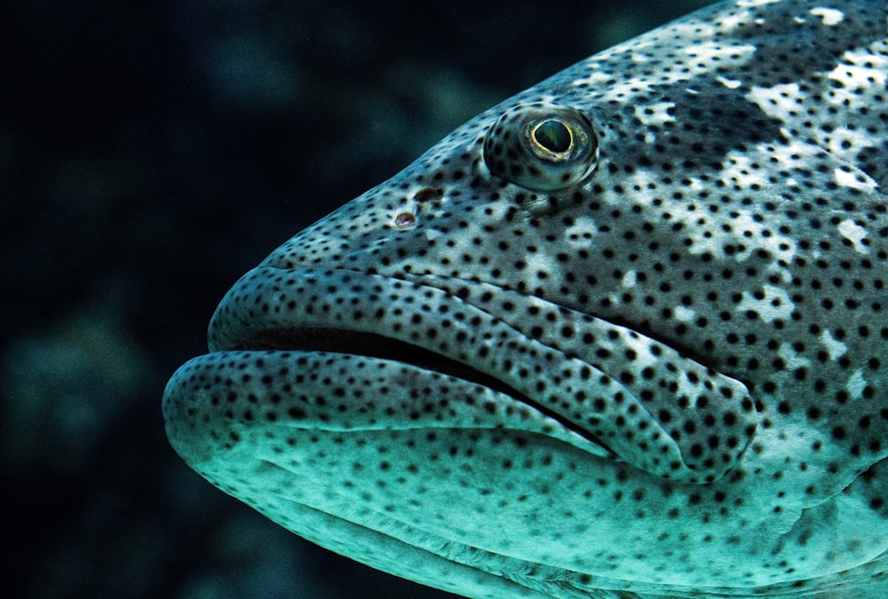 white, black, and gray fish