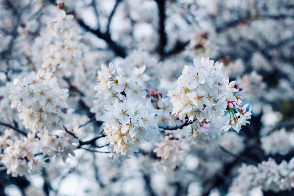 selective focus of cherry blossom tree