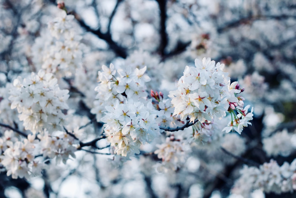 桜の木の選択的焦点