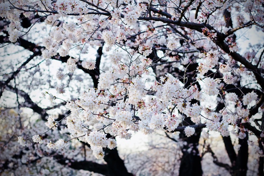 white flowers