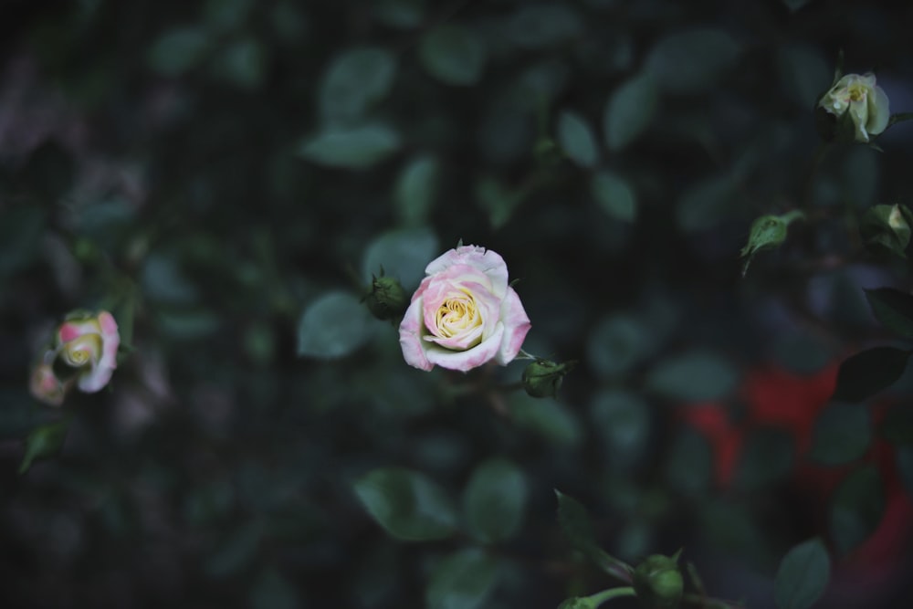 Tilt-Shift-Objektivfotografie von rosa Blume