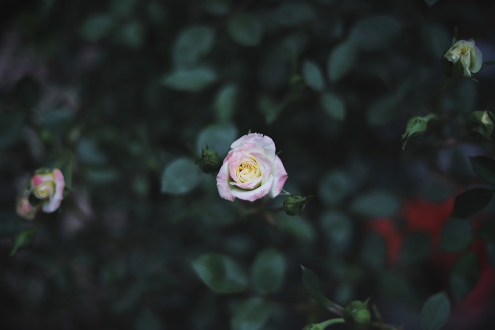 tilt shift lens photography of pink flower