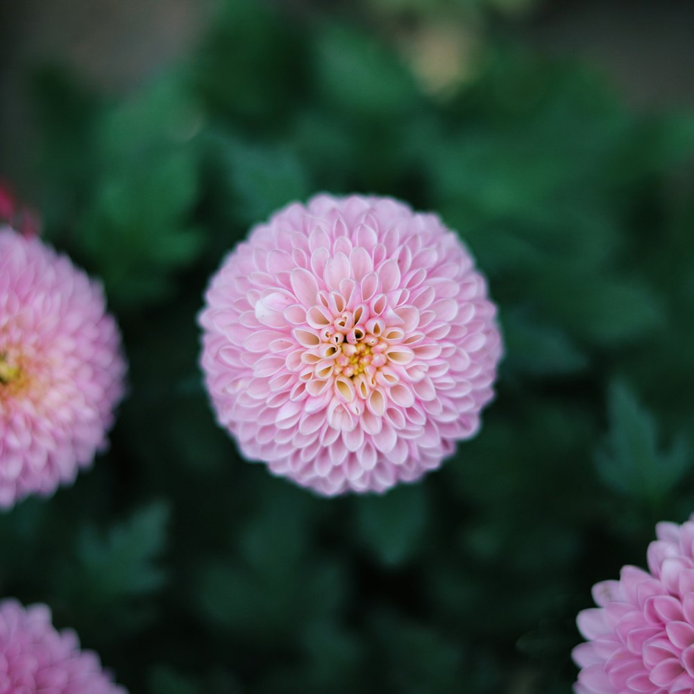 pink cluster flowers