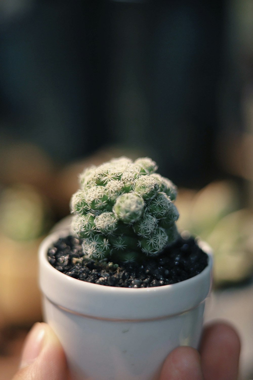 selective focus photo of green cactus plant