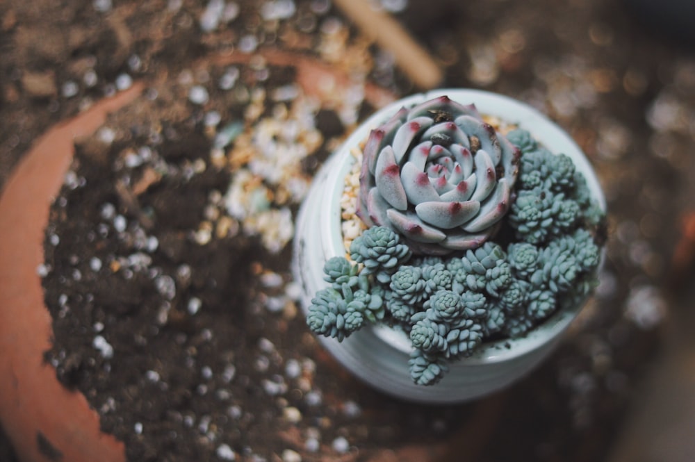 green succulent plant top-view photography