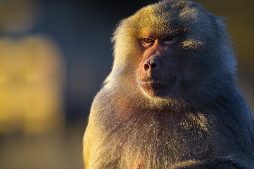 closeup photo of primate