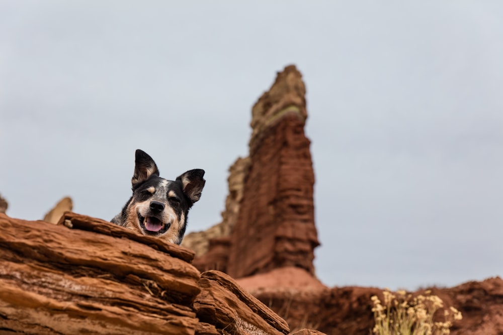 brown and white dog standing on top of brown concrete rock