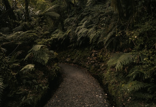 brown pathway surrounded by green pants on forest in Hokitika Gorge New Zealand