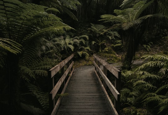 forest mini bridge in Hokitika Gorge New Zealand