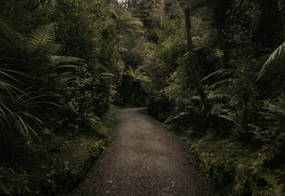 道路脇の緑の葉の植物