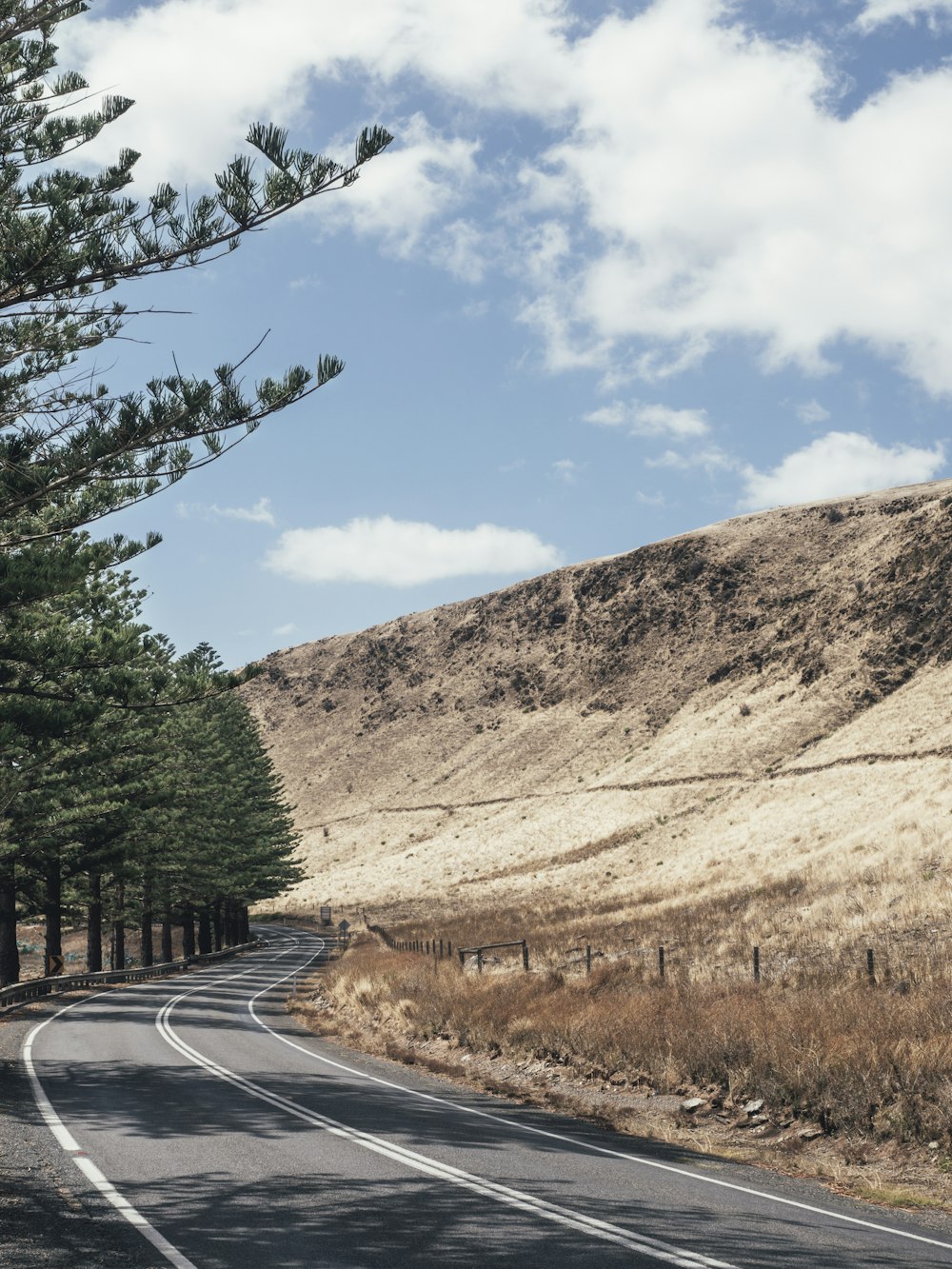 gray road near tall tree at daytime