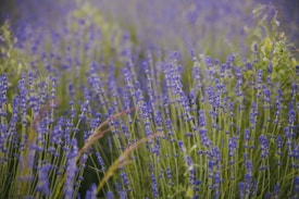 A dense field of lavender plants with vibrant purple flowers. The lavender stalks are tall and closely packed, creating a lush and colorful scene. Green stems and leaves are interspersed among the purple flowers, with a soft focus effect in the distant background.