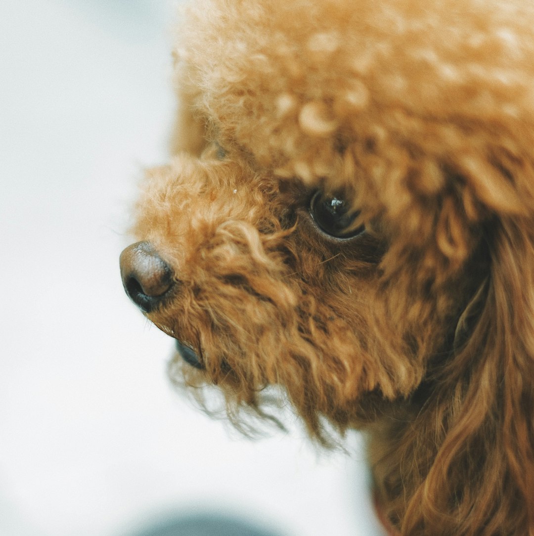There's Dog Hair Everywhere: How To Control Dog Fur For Good