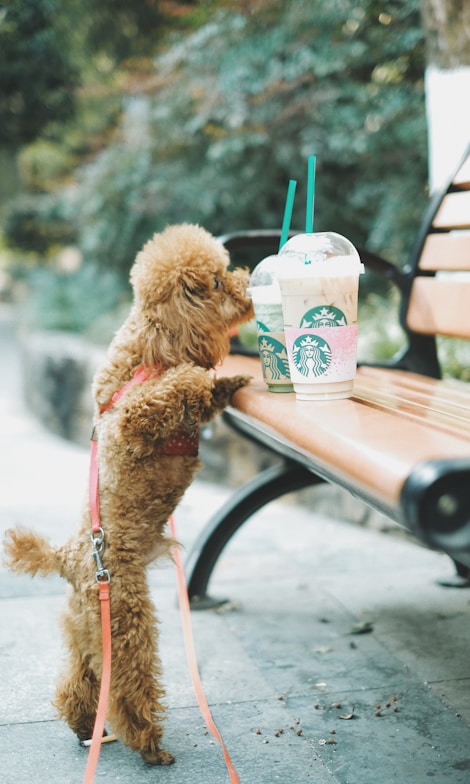 apricot toy poodle standing near brown wooden bench