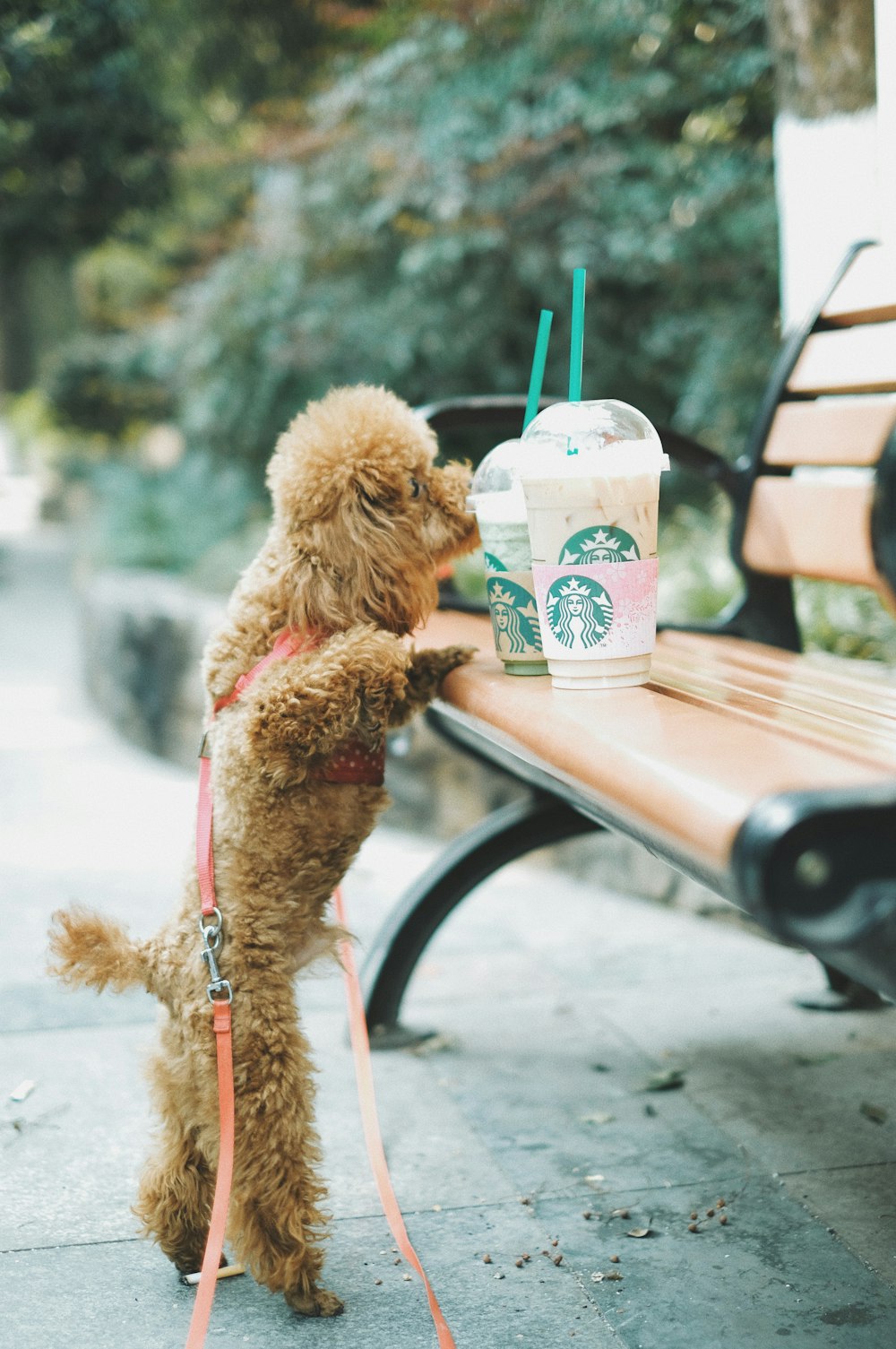 apricot toy poodle standing near brown wooden bench