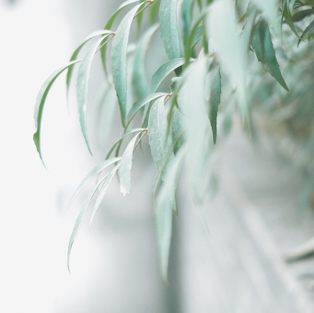 selective focus photography of green leaf plant