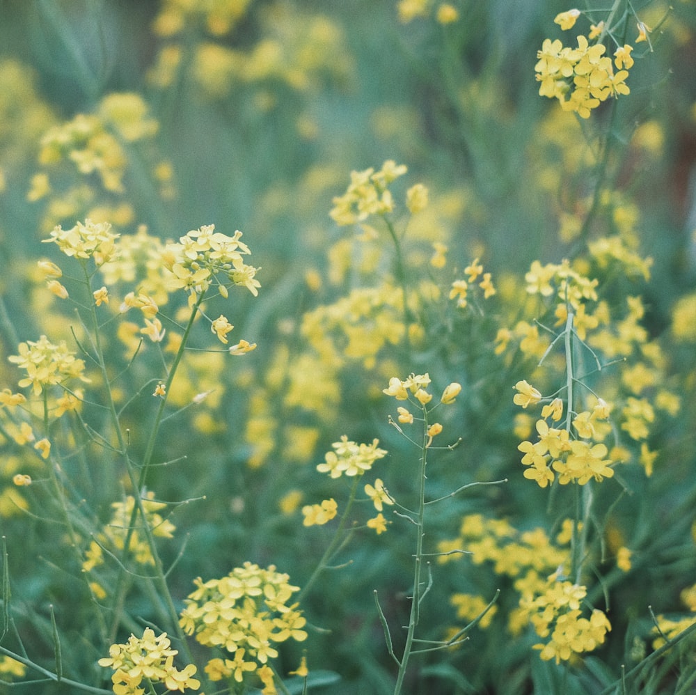 selective focus photography of yellow petaled flower