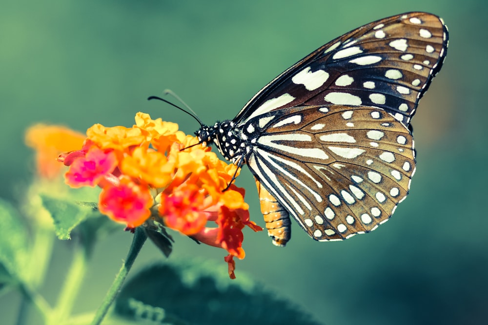 Nahaufnahme eines braunen und weißen Schmetterlings, der auf einer orangefarbenen Blume sitzt