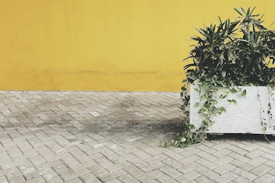 A large white planter filled with green plants and vines is positioned on a gray herringbone-patterned pavement. Behind the planter is a bright yellow wall with visible cracks and texture.