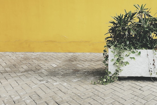 A large white planter filled with green plants and vines is positioned on a gray herringbone-patterned pavement. Behind the planter is a bright yellow wall with visible cracks and texture.