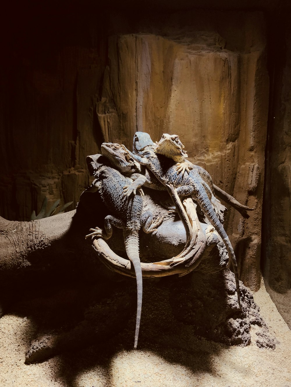 Vier Bartagamen im Haustieraquarium