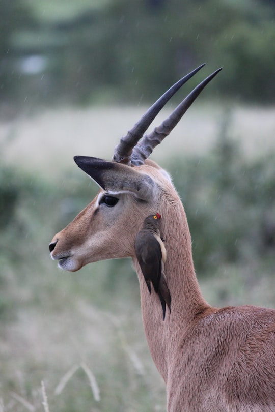 brown deer outdoor during daytime in Kruger National Park South Africa