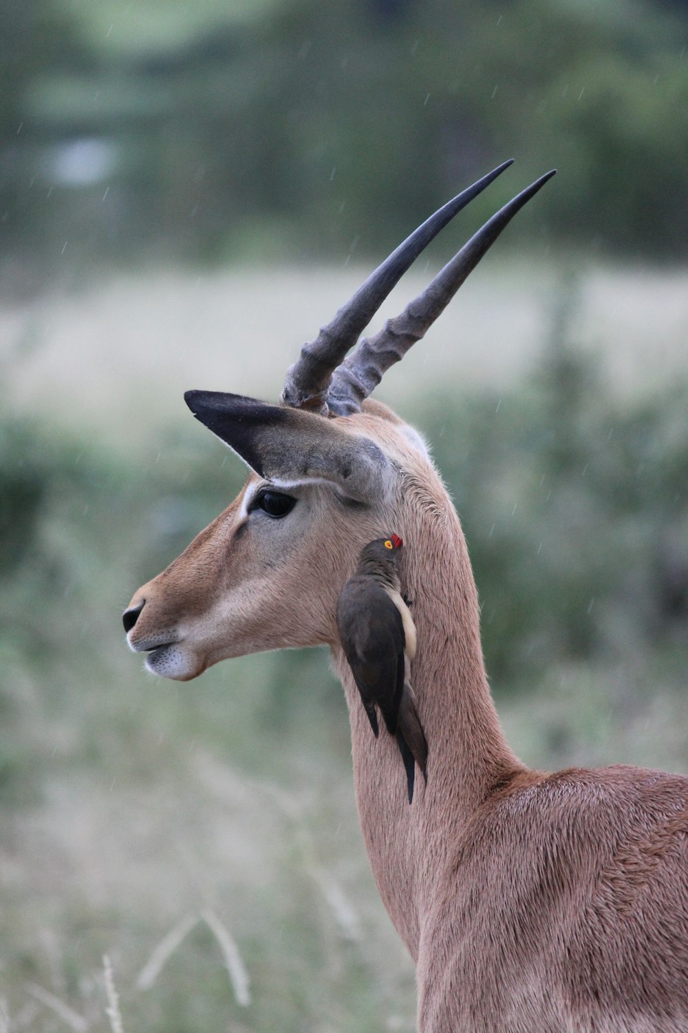 brown deer outdoor during daytime