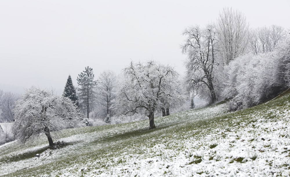 white and brown tree during daytime