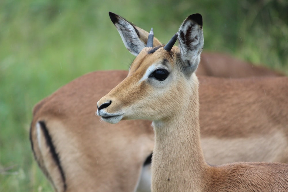 brown deer outdoor