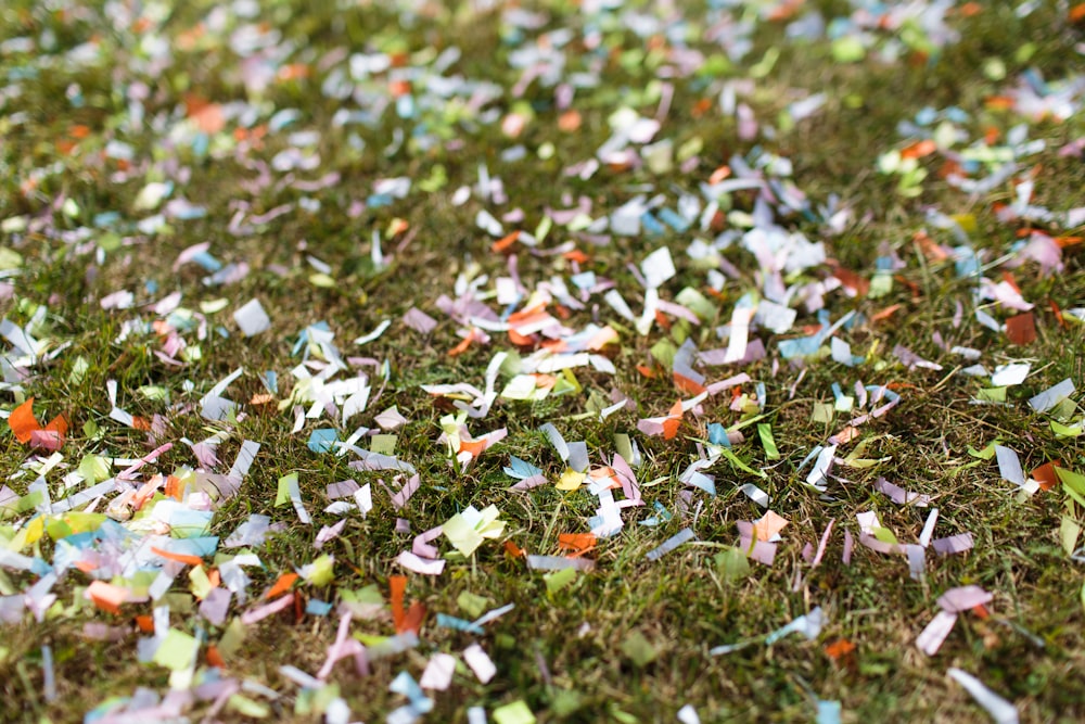 芝生の上の紙吹雪