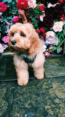 A fluffy, light brown dog stands attentively on a stone pavement. Behind it is a vibrant arrangement of roses and other flowers in shades of red, pink, and white, with green leaves providing contrast.