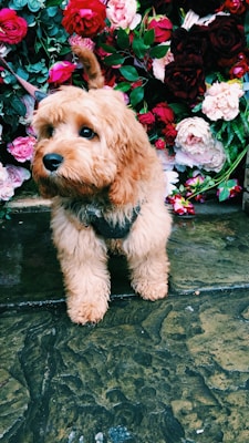 A fluffy, light brown dog stands attentively on a stone pavement. Behind it is a vibrant arrangement of roses and other flowers in shades of red, pink, and white, with green leaves providing contrast.