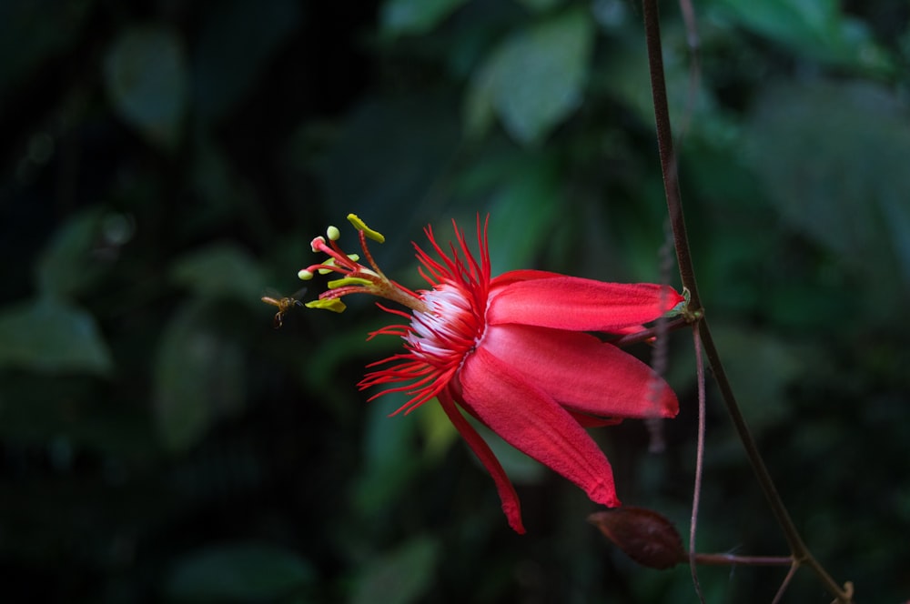 macro shot of red flower