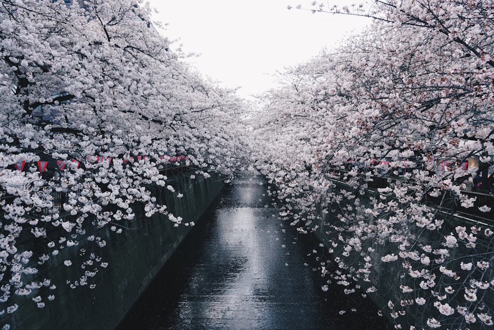 Pavimentazione in cemento nero tra gli alberi di sakura durante il giorno