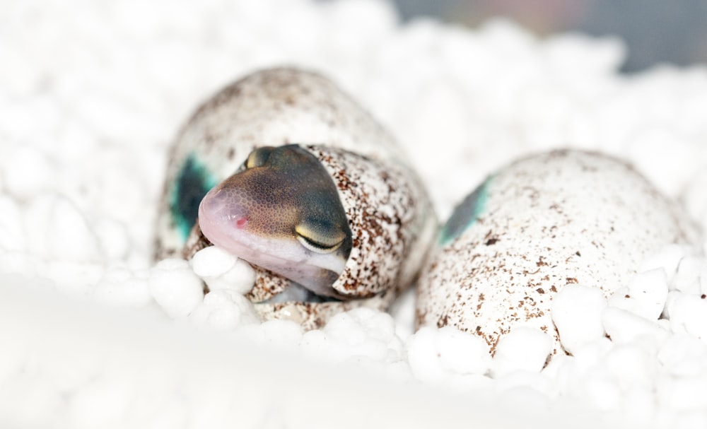 geschlüpfter Gecko auf Schaumstoff