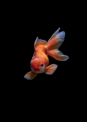 A vibrant orange and white fish, likely a goldfish, with flowing fins against a stark black background.