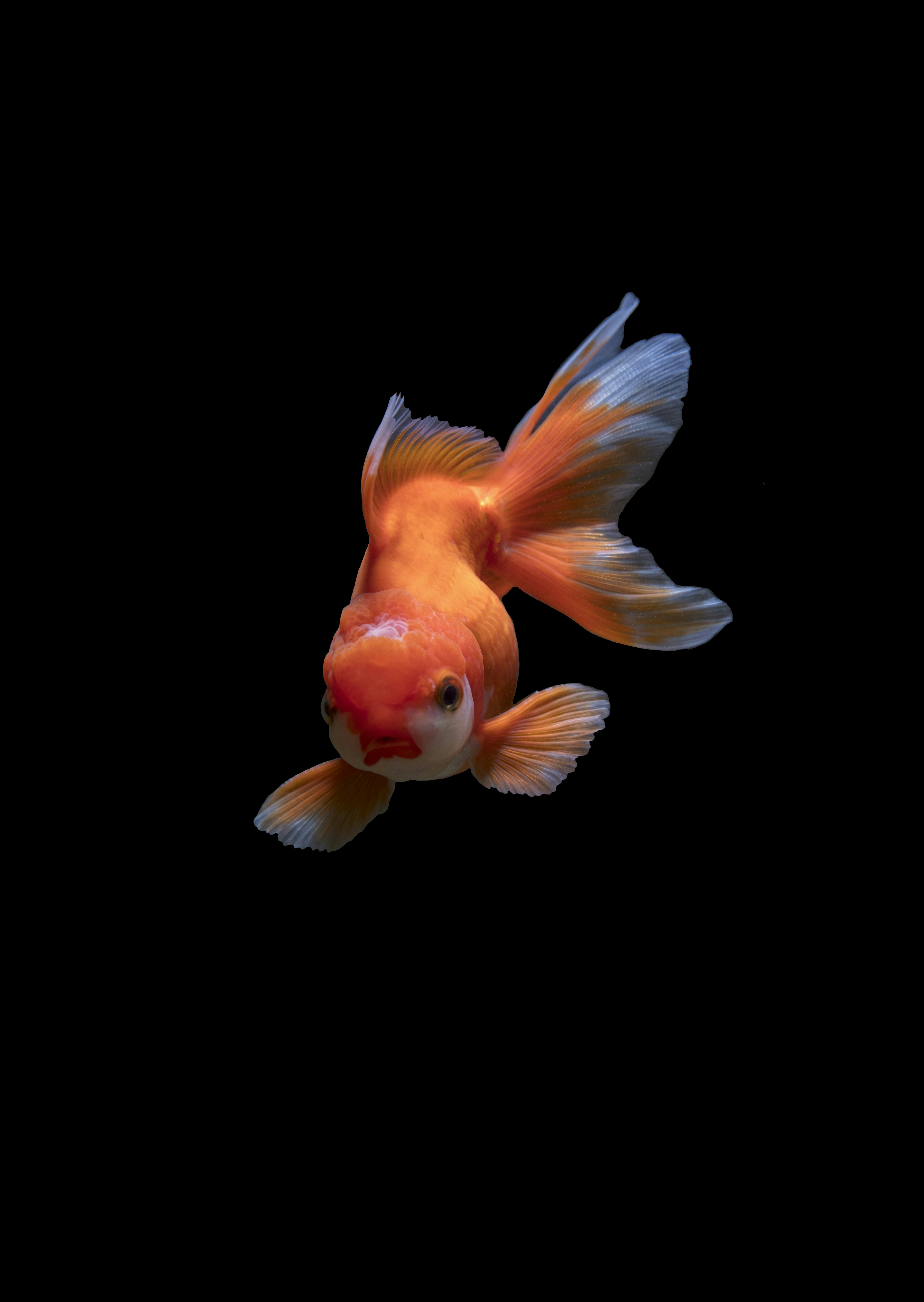 Beautiful aquarium with tropical fish