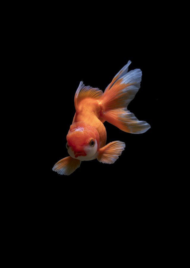 Fluval Flex 15-Gallon Aquarium Review: The All-in-One Tank, Tested