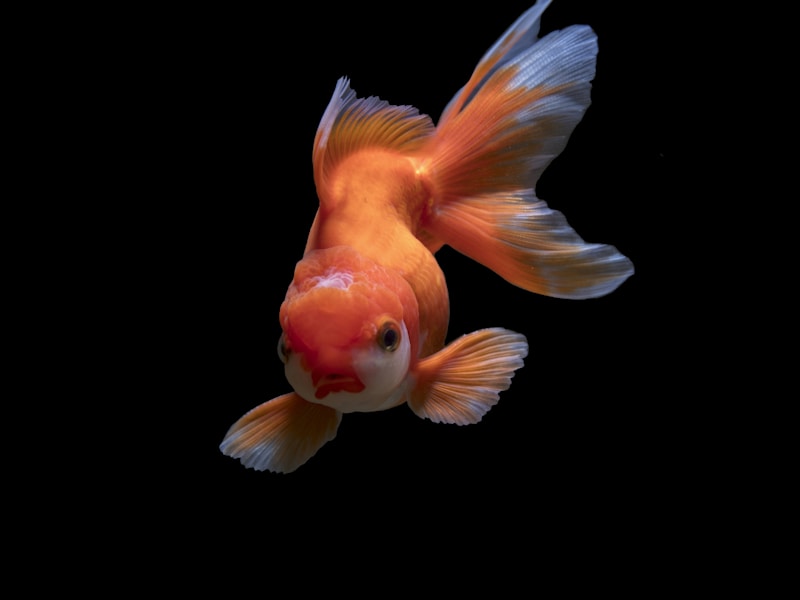 Betta Fish