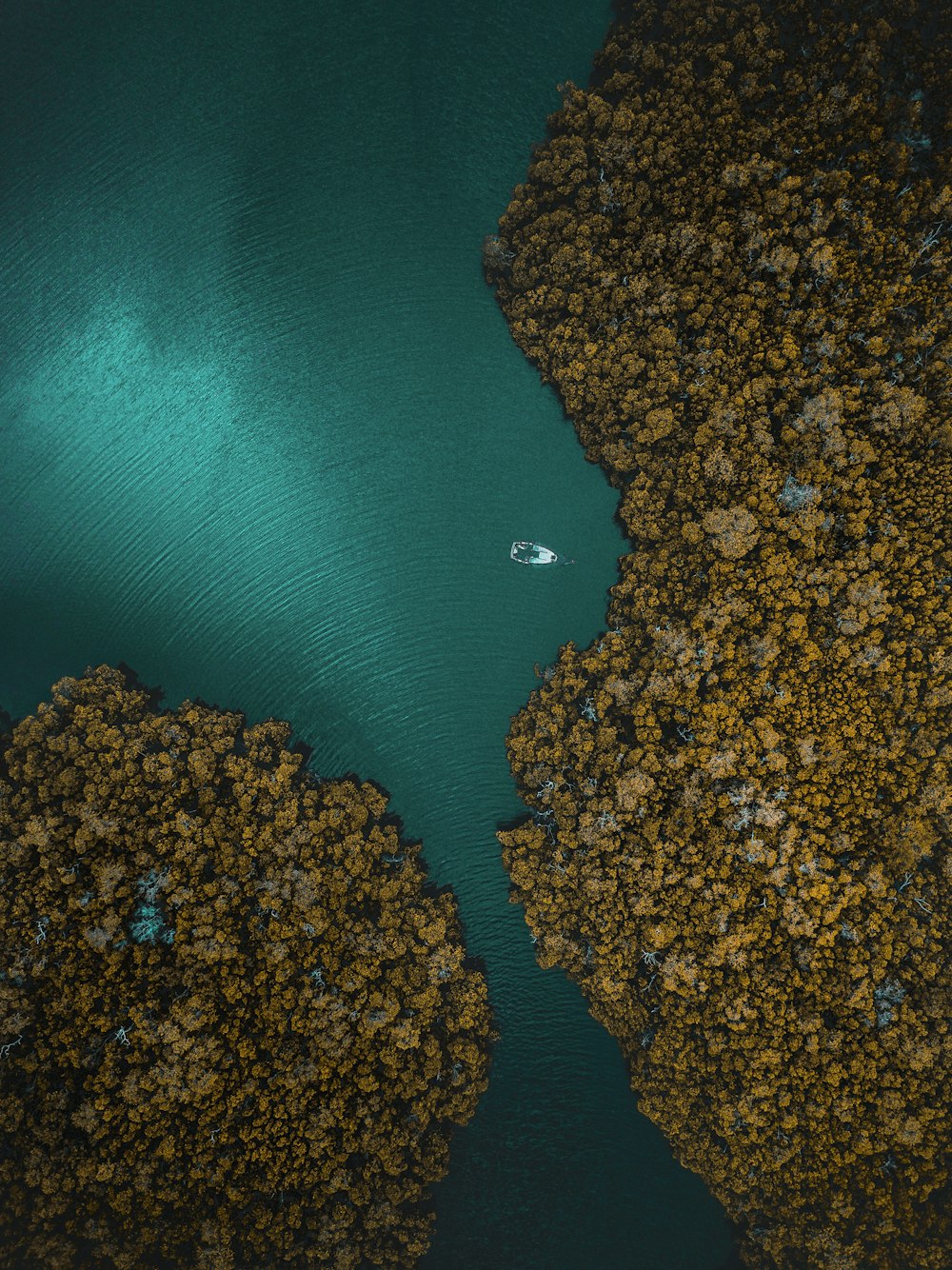 aerial photography of white boat surrounding trees