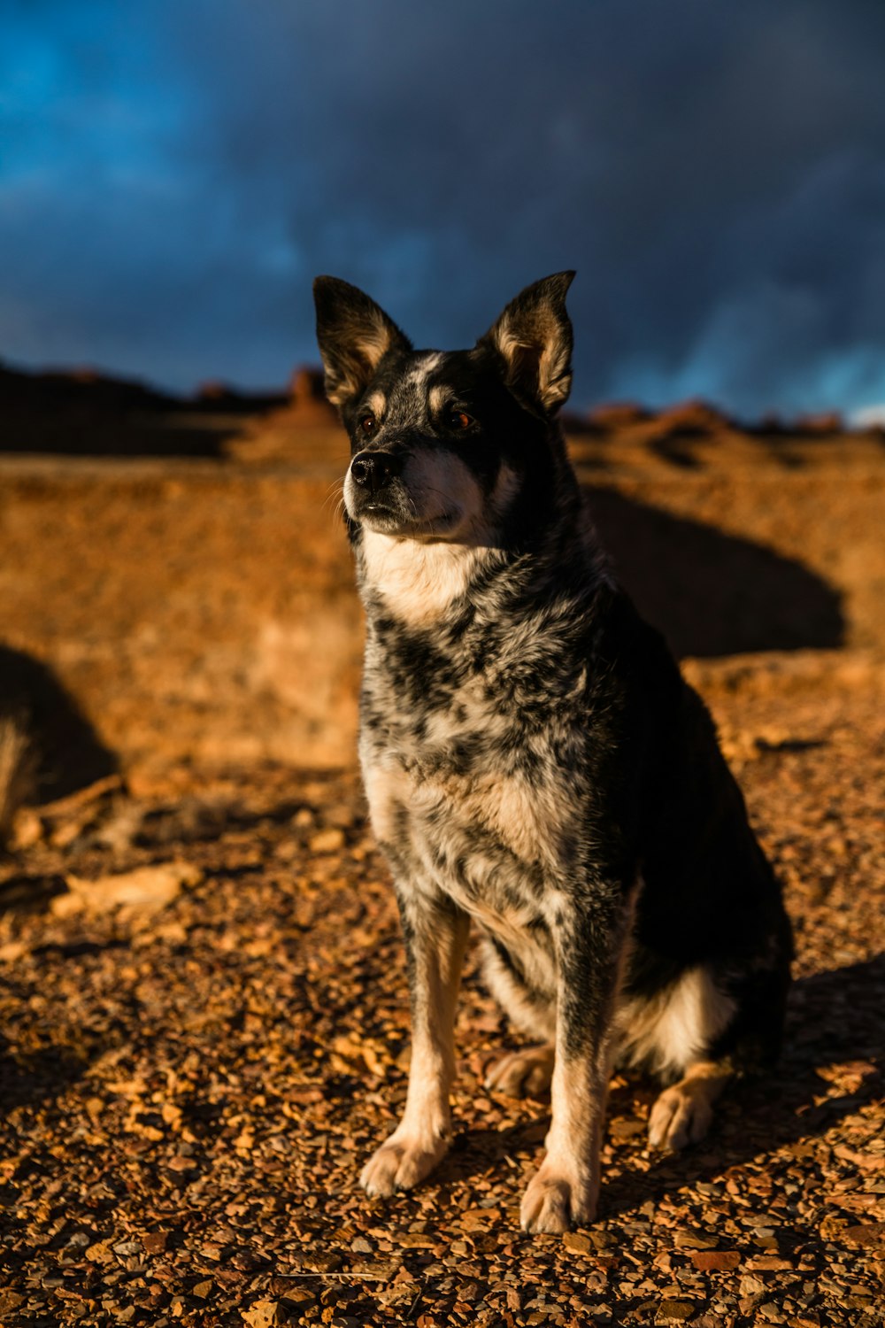 selective focus photography of sitting tan dog