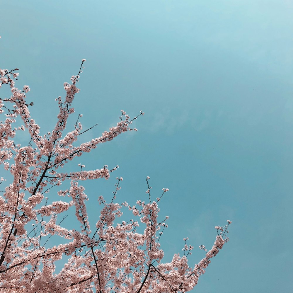 pink cherry blossoms